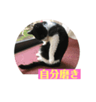ハチワレはっちゃん815（個別スタンプ：24）