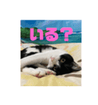 ハチワレはっちゃん815（個別スタンプ：31）