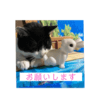 ハチワレはっちゃん815（個別スタンプ：34）