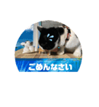ハチワレはっちゃん815（個別スタンプ：36）