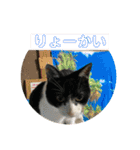 ハチワレはっちゃん815（個別スタンプ：37）