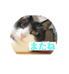 ハチワレはっちゃん815（個別スタンプ：39）