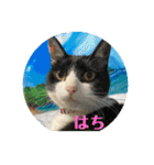 ハチワレはっちゃん815（個別スタンプ：40）
