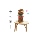 thimo＆mayor（個別スタンプ：15）