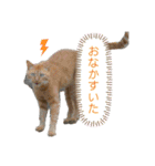 ビビとジャックとくるん（個別スタンプ：12）