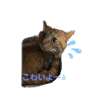ビビとジャックとくるん（個別スタンプ：13）