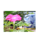 lilyのpictureスタンプ（個別スタンプ：2）