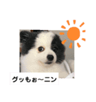 ポメポメ祭り（個別スタンプ：1）