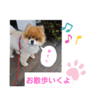 ポメポメ祭り（個別スタンプ：3）
