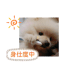 ポメポメ祭り（個別スタンプ：4）