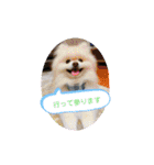 ポメポメ祭り（個別スタンプ：5）
