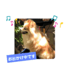 ポメポメ祭り（個別スタンプ：7）