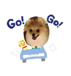 ポメポメ祭り（個別スタンプ：8）