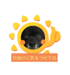 ポメポメ祭り（個別スタンプ：9）