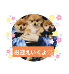 ポメポメ祭り（個別スタンプ：11）