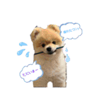 ポメポメ祭り（個別スタンプ：12）