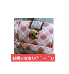 ポメポメ祭り（個別スタンプ：13）