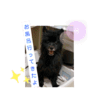 ポメポメ祭り（個別スタンプ：14）