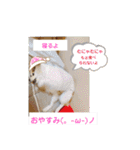 ポメポメ祭り（個別スタンプ：15）