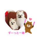 ポメポメ祭り（個別スタンプ：17）