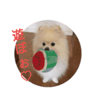 ポメポメ祭り（個別スタンプ：18）