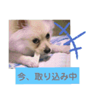 ポメポメ祭り（個別スタンプ：22）