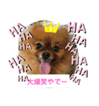 ポメポメ祭り（個別スタンプ：23）