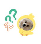 ポメポメ祭り（個別スタンプ：25）