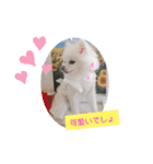 ポメポメ祭り（個別スタンプ：33）