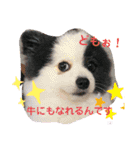 ポメポメ祭り（個別スタンプ：34）