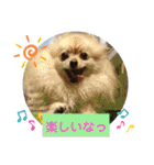 ポメポメ祭り（個別スタンプ：35）