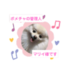 ポメポメ祭り（個別スタンプ：37）