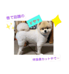 ポメポメ祭り（個別スタンプ：38）