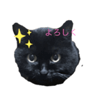 割と使えるにゃんこスタンプ（個別スタンプ：6）