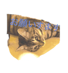 割と使えるにゃんこスタンプ（個別スタンプ：7）