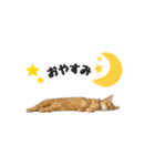 ルーシーとぽてと。（個別スタンプ：3）
