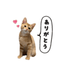 ルーシーとぽてと。（個別スタンプ：4）