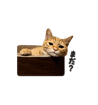 ルーシーとぽてと。（個別スタンプ：11）
