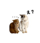 ルーシーとぽてと。（個別スタンプ：12）