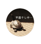 チロ＆マロの亀スタンプ（個別スタンプ：5）