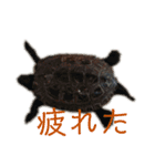チロ＆マロの亀スタンプ（個別スタンプ：7）