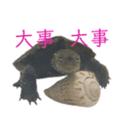 チロ＆マロの亀スタンプ（個別スタンプ：8）
