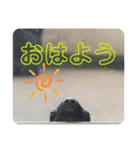 チロ＆マロの亀スタンプ（個別スタンプ：11）