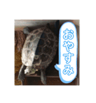 チロ＆マロの亀スタンプ（個別スタンプ：13）
