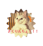 白猫のメリーさん part4（個別スタンプ：1）