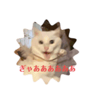 白猫のメリーさん part4（個別スタンプ：2）