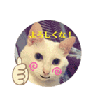 白猫のメリーさん part4（個別スタンプ：4）