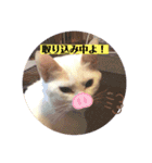 白猫のメリーさん part4（個別スタンプ：6）