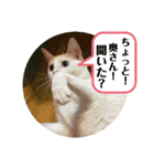 白猫のメリーさん part4（個別スタンプ：7）