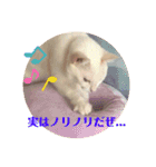 白猫のメリーさん part4（個別スタンプ：16）